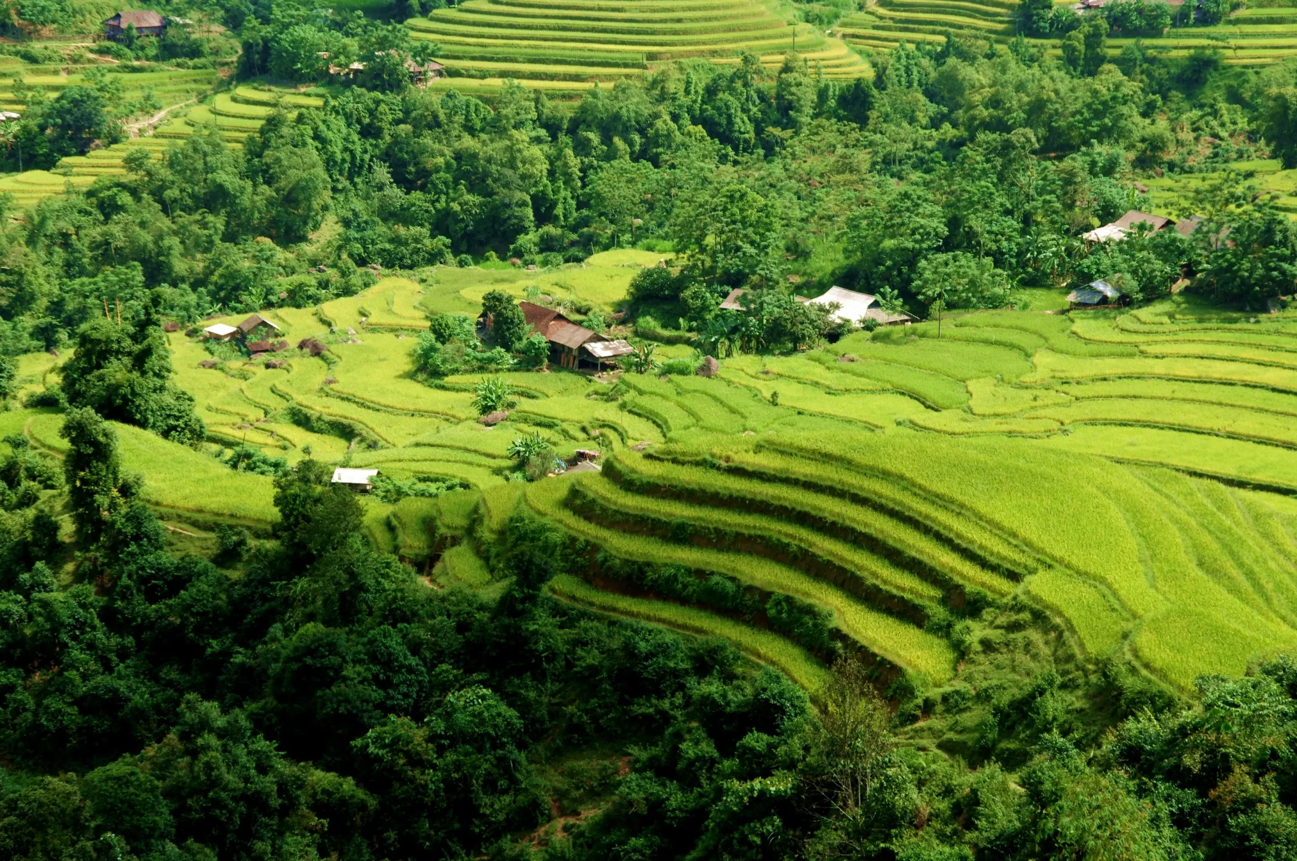 Rizières en terrasses de Hoàng Su Phì à Hà Giang Vietnam