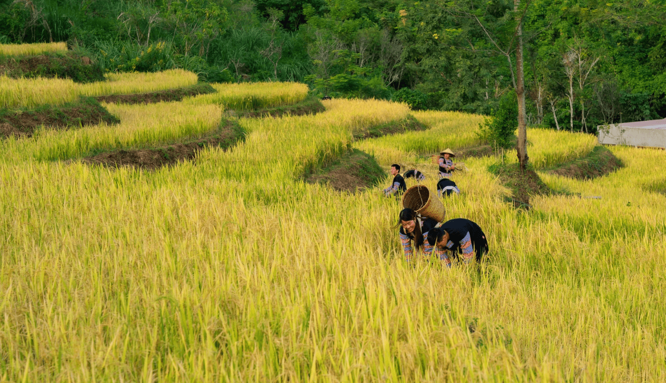 Récolte du riz mûr à Mai Chau