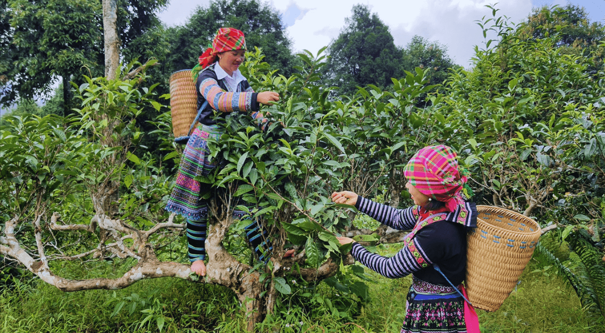 village de Thong Nguyen