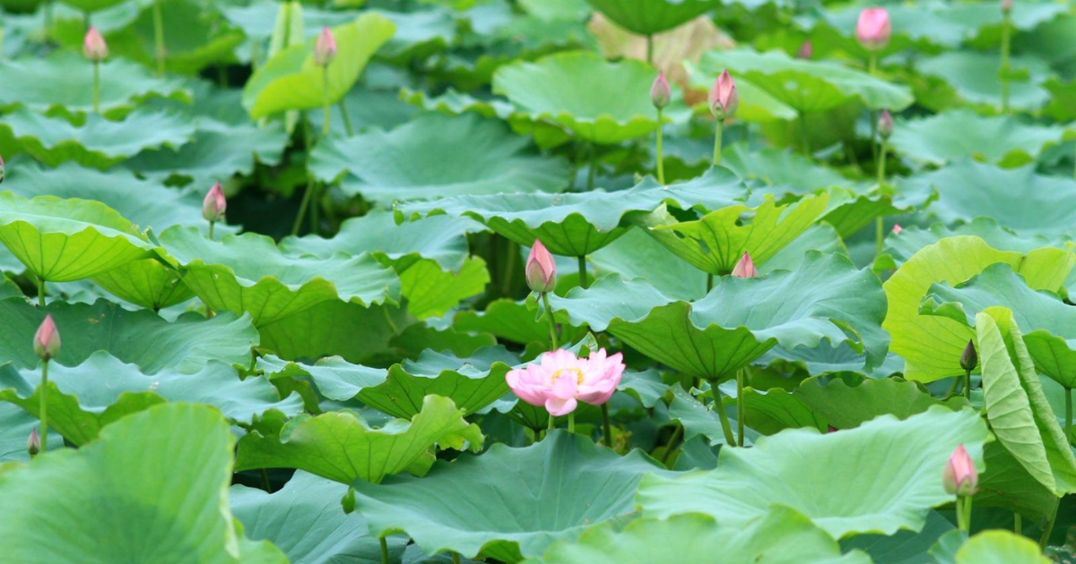 Étang de lotus de Thot Not