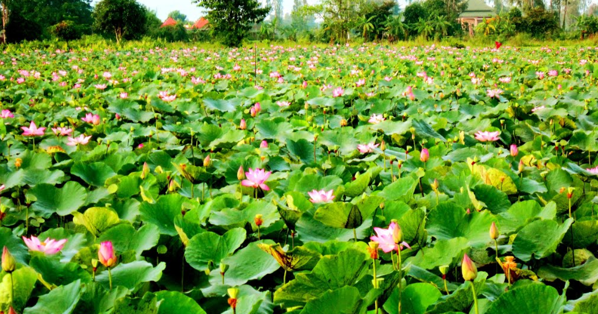 Étang de lotus de Thot Not