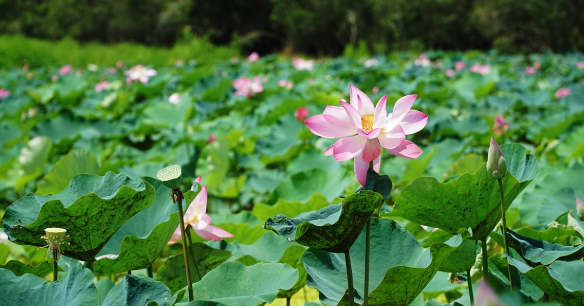 Étang de lotus de Thot Not