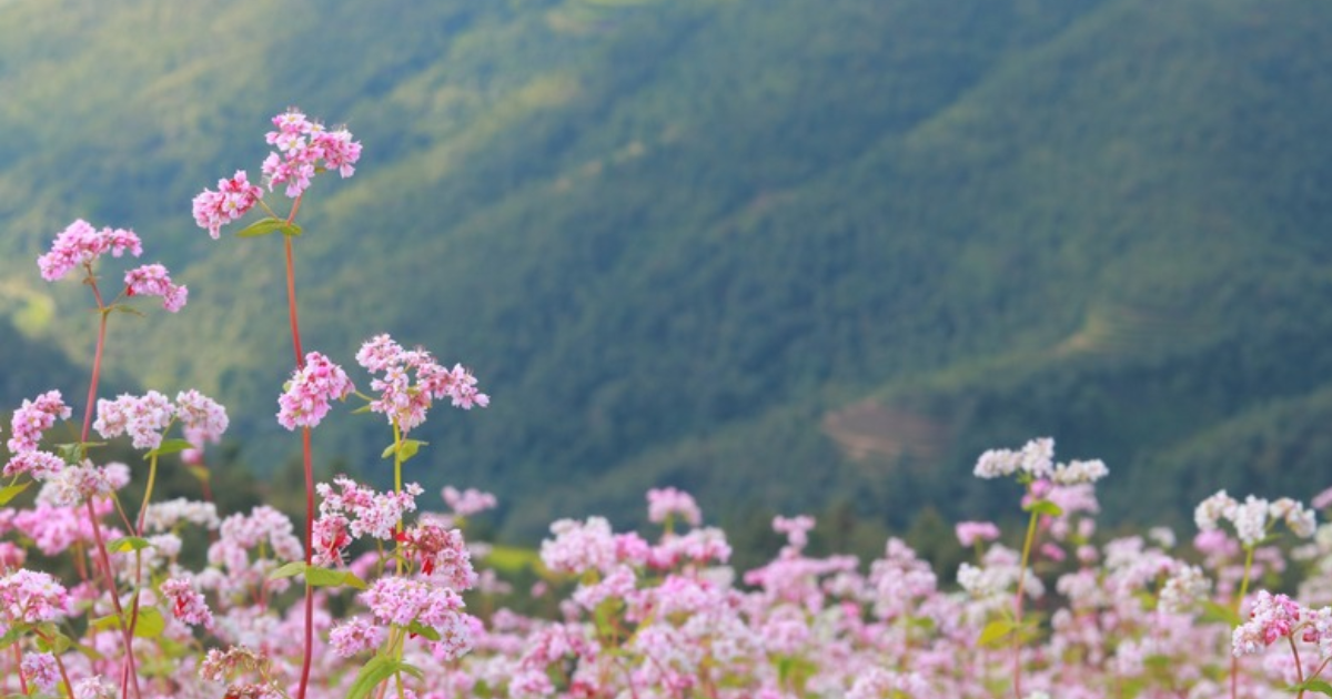 Saison des fleurs de sarrasin