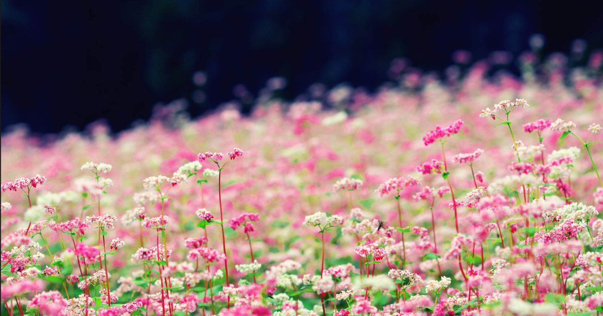 Saison des fleurs de sarrasin