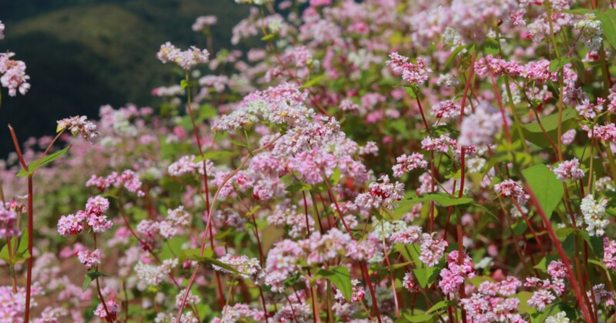 Saison des fleurs de sarrasin