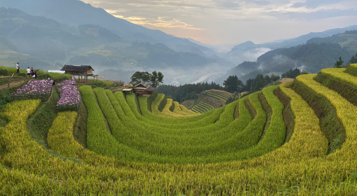 Trekking au cœur des rizières en terrasses de Mù Cang Chải, dans le nord du Vietnam.