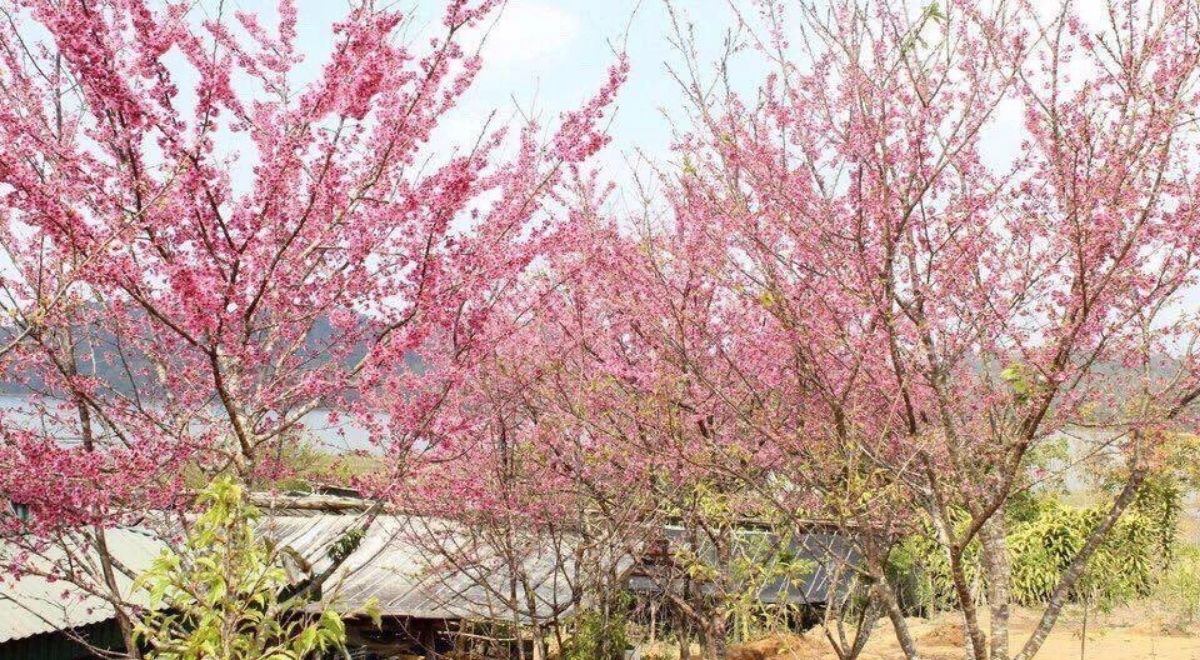 Des fleurs de cerisier en pleine floraison au printemps à Điện Biên.