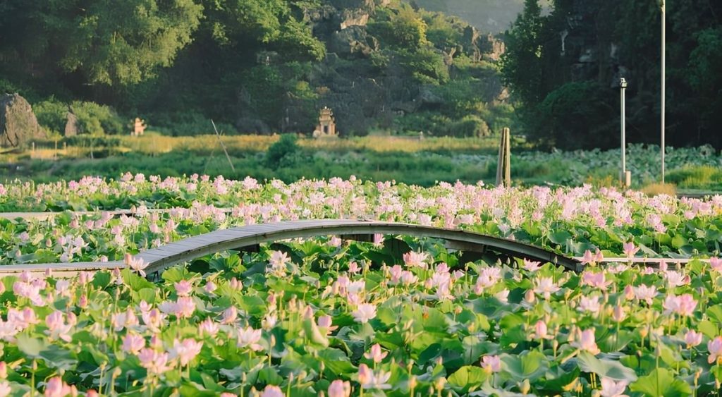 Les fleurs de lotus en pleine floraison au pied de Hang Múa, au cœur des paysages de Ninh Bình.