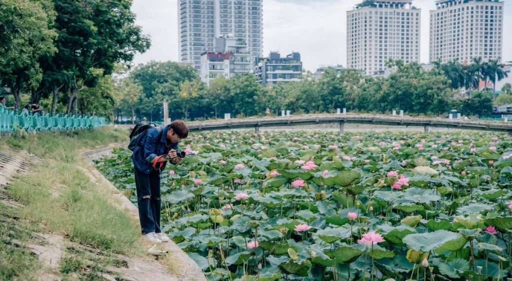 Les fleurs de lotus en pleine floraison au lac de l’Ouest à Hanoï au mois de juin.