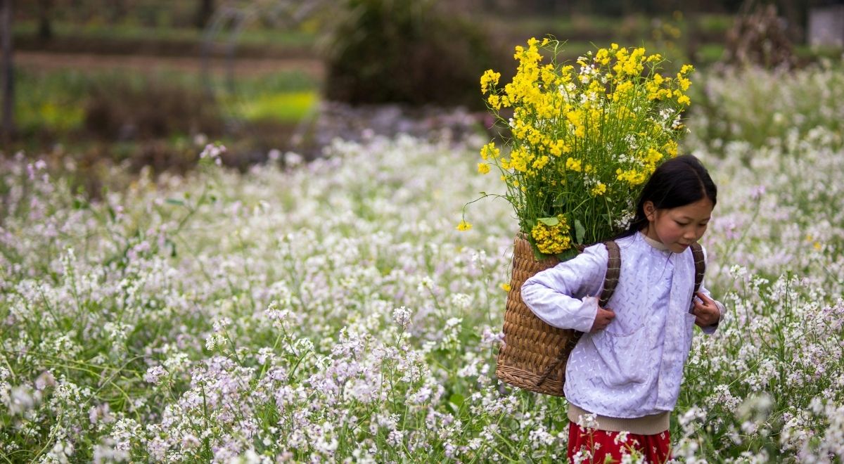 Les fleurs de sarrasin en pleine floraison dans les montagnes de Hà Giang.