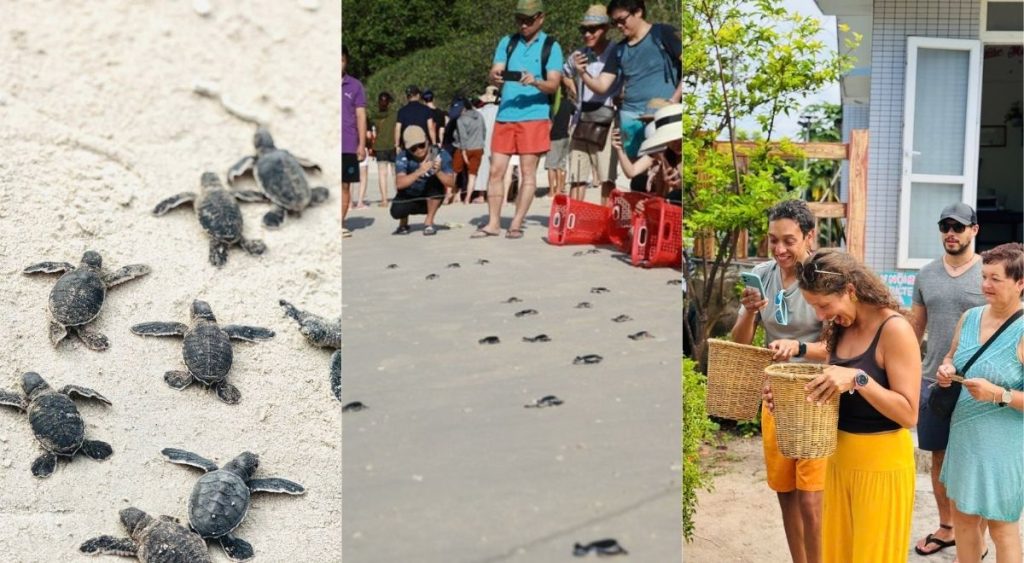 La remise à la mer de bébés tortues à Côn Đảo, une expérience de sensibilisation à la protection de la faune marine.