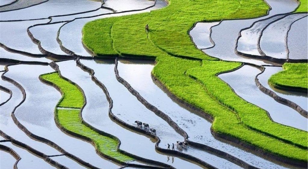 Les rizières en terrasses de Sa Pa en juin, entre parcelles déjà repiquées et champs encore en eau.