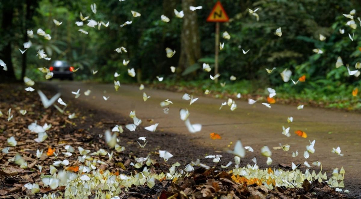 Des milliers de papillons colorés au parc national de Cúc Phương pendant leur saison d’apparition.