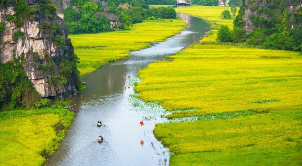 Les rizières dorées de Tam Cốc à Ninh Bình pendant la saison des récoltes, au milieu des paysages karstiques.